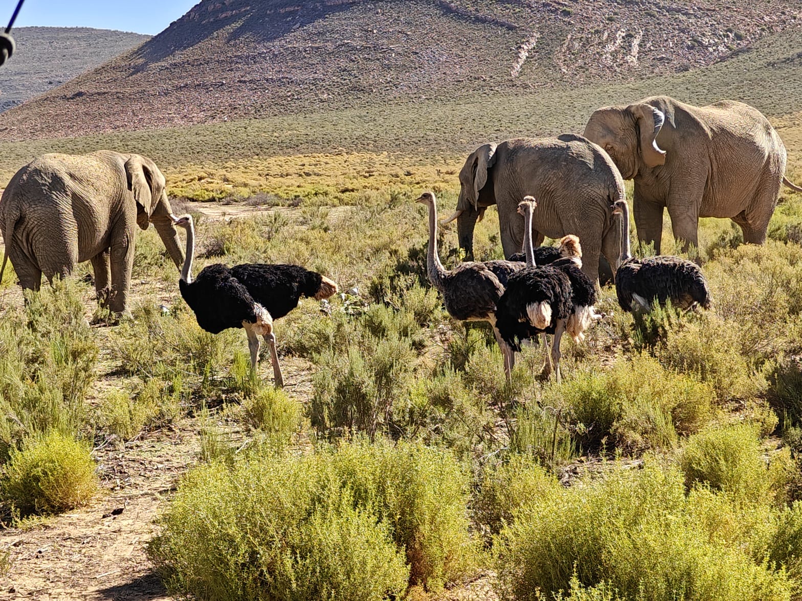 Aquila Game Reserve - Safari 1